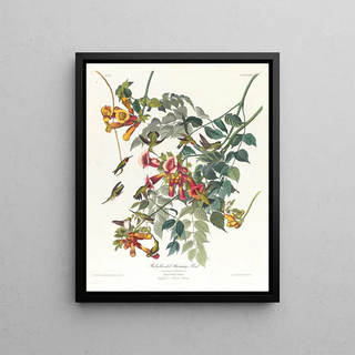 John James Audubon - Rubythroated humming bird.webp