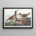 Canard roux - John James Audubon — framed artwork on a wall