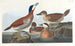 Canard roux - John James Audubon — artwork view