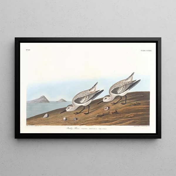 Red Plover - John James Audubon — framed artwork on a wall