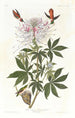 Hummingbird with Rufous Tail - John James Audubon — artwork view