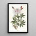 Hummingbird with Rufous Tail - John James Audubon — framed artwork on a wall