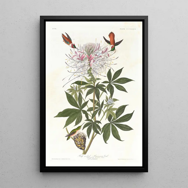 Hummingbird with Rufous Tail - John James Audubon — framed artwork on a wall