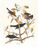 Rusty Grackle - John James Audubon — artwork view