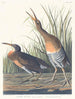 Saltwater marsh hen - John James Audubon — artwork view