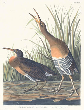 John James Audubon - Salt water marsh hen.webp