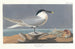 Sterne caugek - John James Audubon — artwork view