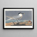 Sterne caugek - John James Audubon — framed artwork on a wall