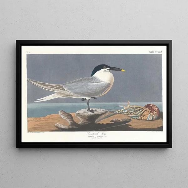 Sterne caugek - John James Audubon — framed artwork on a wall