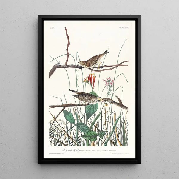 Bruant des savanes - John James Audubon — framed artwork on a wall