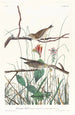 Bruant des savanes - John James Audubon — artwork view
