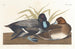 Fuligule milouinan - John James Audubon — artwork view
