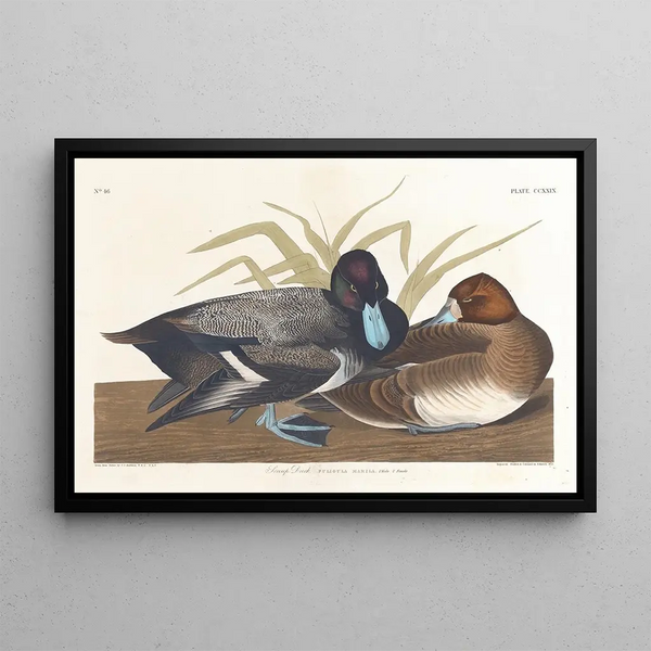 Fuligule milouinan - John James Audubon — framed artwork on a wall