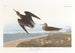 Bécasseau de Schinz - John James Audubon — artwork view