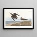 Bécasseau de Schinz - John James Audubon — framed artwork on a wall