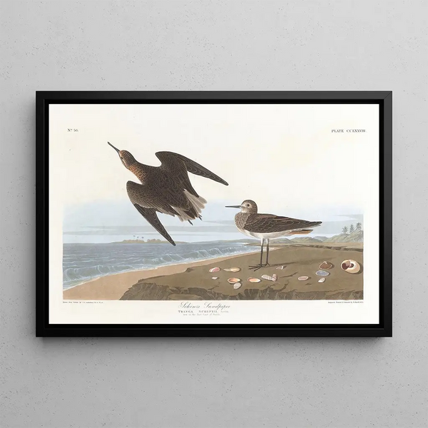Bécasseau de Schinz - John James Audubon — framed artwork on a wall