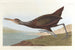 Scolopax courlan - John James Audubon — artwork view