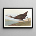 Scolopax courlan - John James Audubon — framed artwork on a wall
