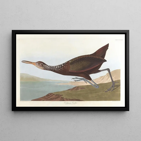 Scolopax courlan - John James Audubon — framed artwork on a wall