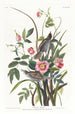 Maritime Bunting - John James Audubon — artwork view