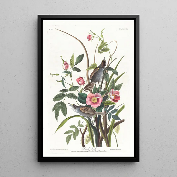 Maritime Bunting - John James Audubon — framed artwork on a wall