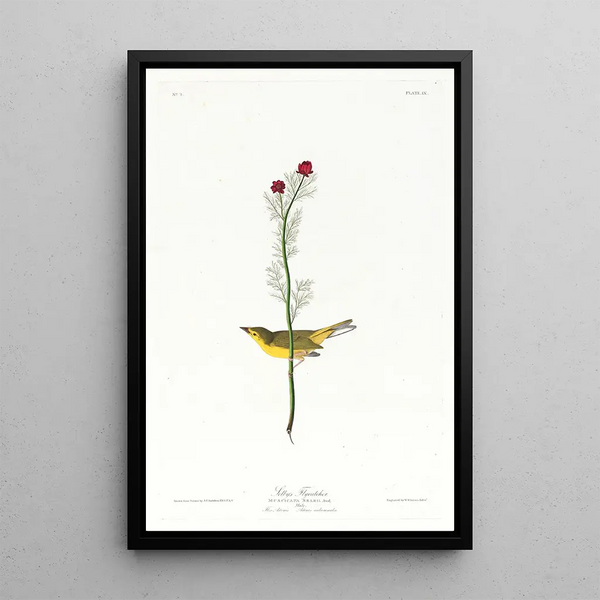 Moucherolle de Selby - John James Audubon — framed artwork on a wall