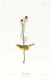 Moucherolle de Selby - John James Audubon — artwork view