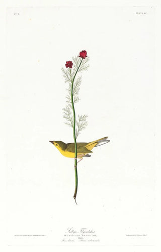Moucherolle de Selby - John James Audubon — artwork view