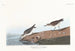 Bécasseau semipalmé - John James Audubon — artwork view