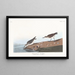 Bécasseau semipalmé - John James Audubon — framed artwork on a wall