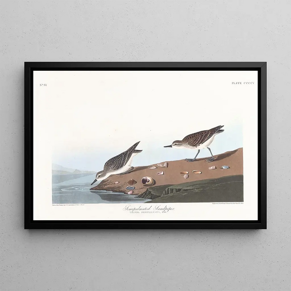 Bécasseau semipalmé - John James Audubon — framed artwork on a wall