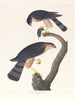 Faucon à peau acérée - John James Audubon — artwork view