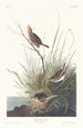 Bruant à queue aiguë - John James Audubon — artwork view