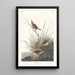 Bruant à queue aiguë - John James Audubon — framed artwork on a wall