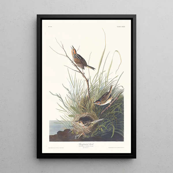 Bruant à queue aiguë - John James Audubon — framed artwork on a wall