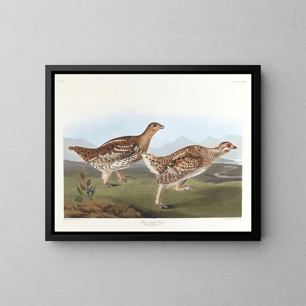 Tetra with pointed tail - John James Audubon — framed artwork on a wall
