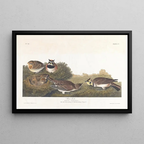 Alouette hausse-col - John James Audubon — framed artwork on a wall