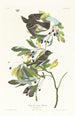 Petit moucherolle à crête verte - John James Audubon — artwork view