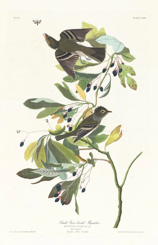 Petit moucherolle à crête verte - John James Audubon — artwork view