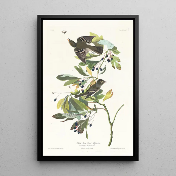 Petit moucherolle à crête verte - John James Audubon — framed artwork on a wall