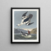 Smew or white nun - John James Audubon — framed artwork on a wall