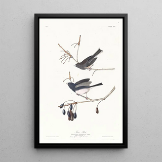 Snowy Bird - John James Audubon — framed artwork on a wall