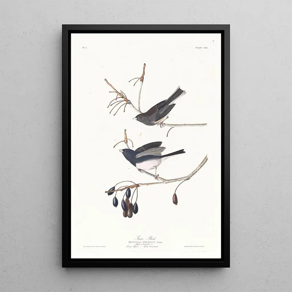 Snowy Bird - John James Audubon — framed artwork on a wall