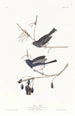 Snowy Bird - John James Audubon — artwork view