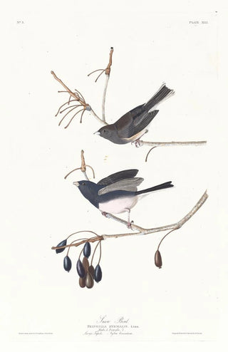 Snowy Bird - John James Audubon — artwork view