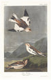 Snow Bunting - John James Audubon — artwork view