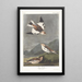 Snow Bunting - John James Audubon — framed artwork on a wall