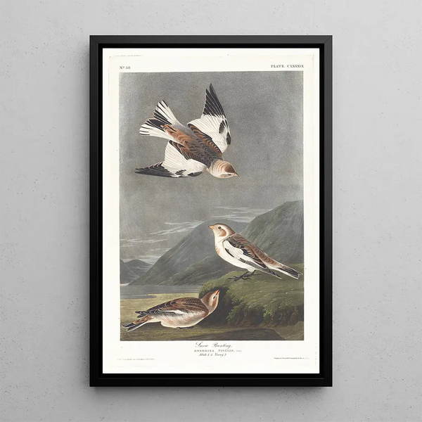 Snow Bunting - John James Audubon — framed artwork on a wall