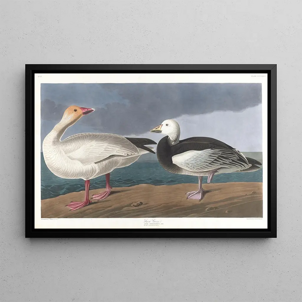 Snow Geese Painting - John James Audubon — framed artwork on a wall