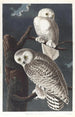 Harfang des neiges - John James Audubon — artwork view